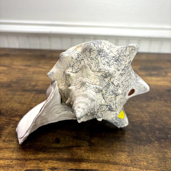 Natural Queen Horned Conch Shell 8.5" GORGEOUS COLORS Peach Glossy Pink Inside - Picture 4 of 9